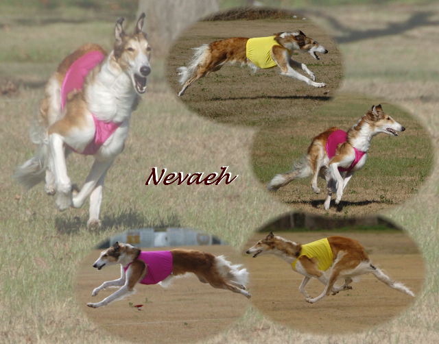 Neveah