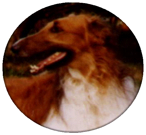 link to Babotjka