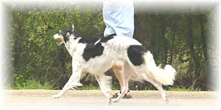 Texas Svora Borzoi
