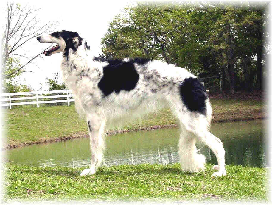 Texas Svora Borzoi