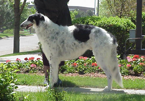 Texas Svora Borzoi