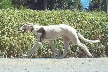 Texas Svora Borzoi