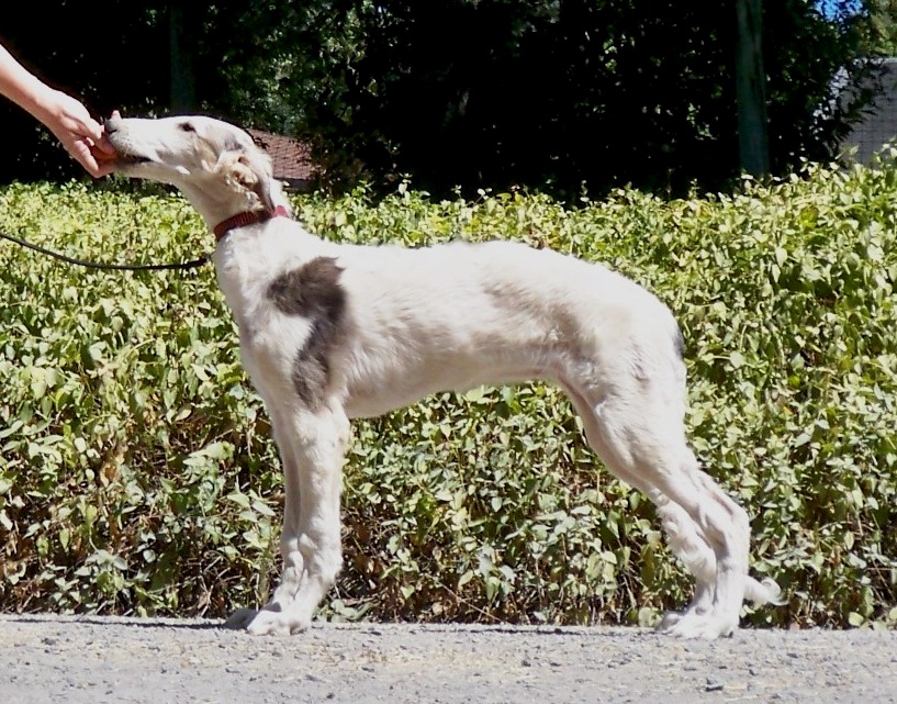 Texas Svora Borzoi