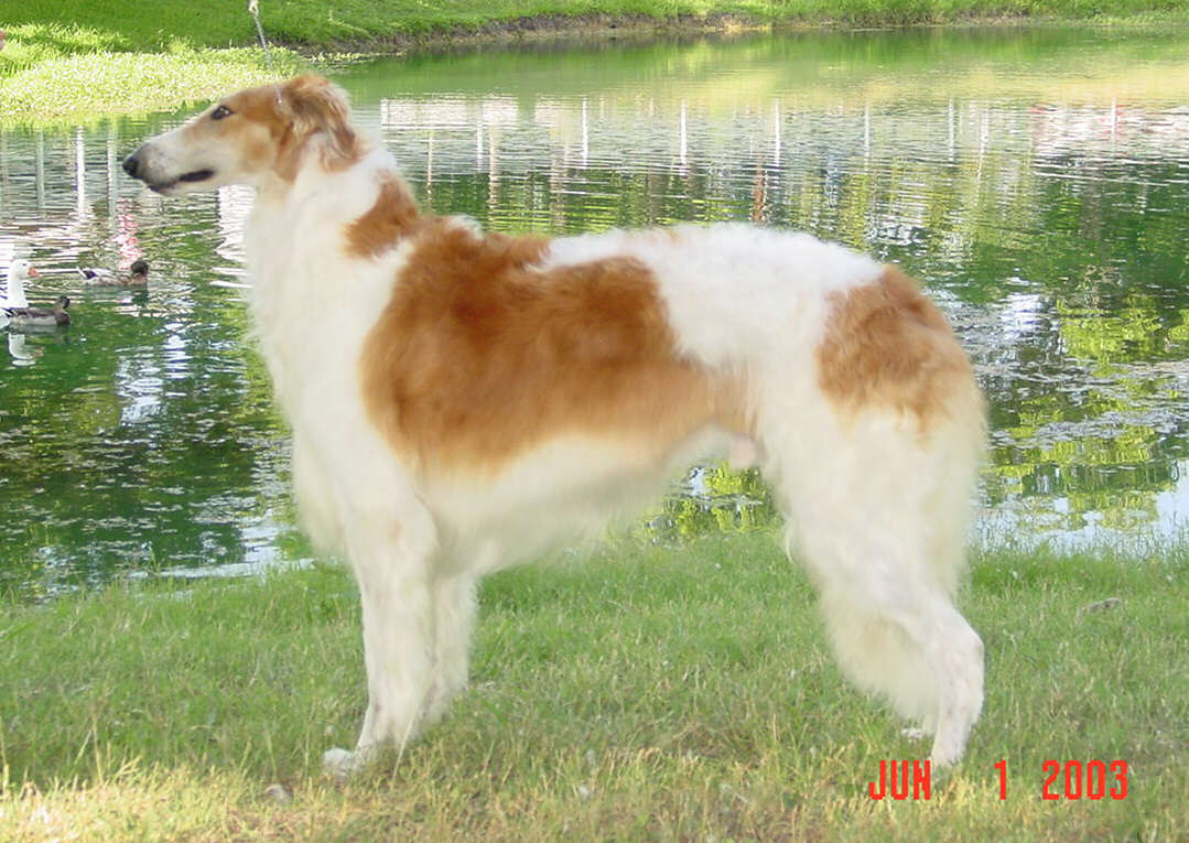 Czar age 22 months