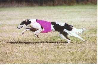 GoGo lure coursing