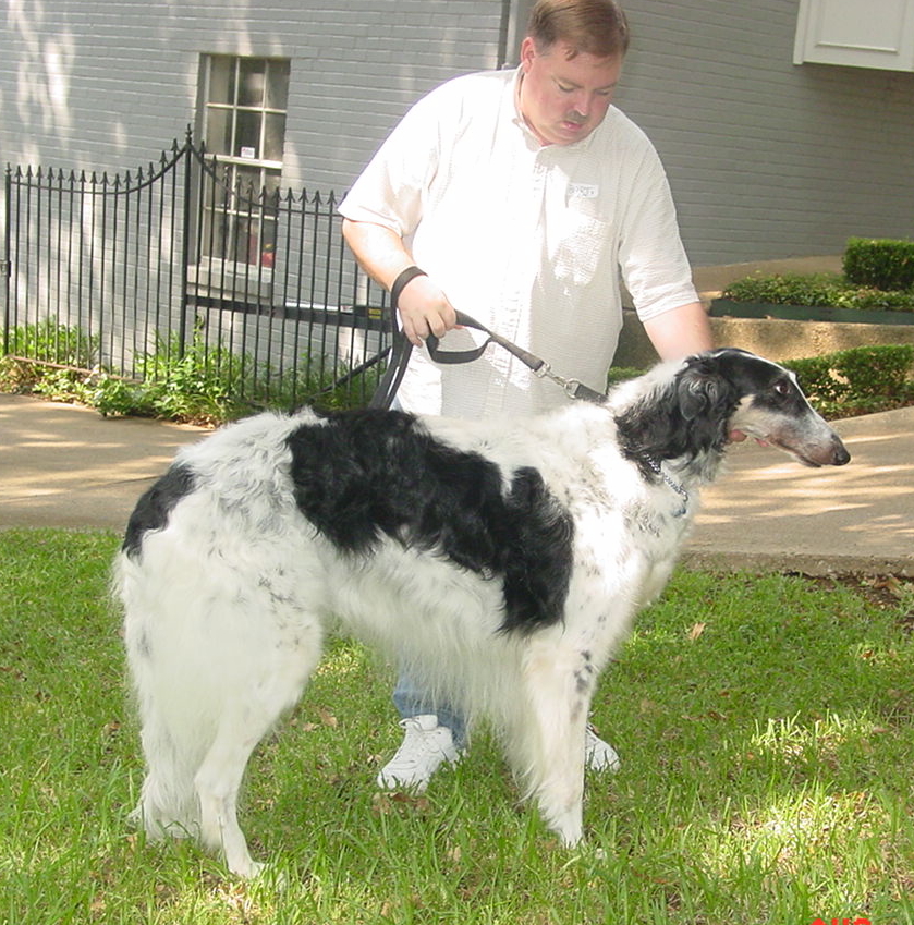 Texas Svora Borzoi