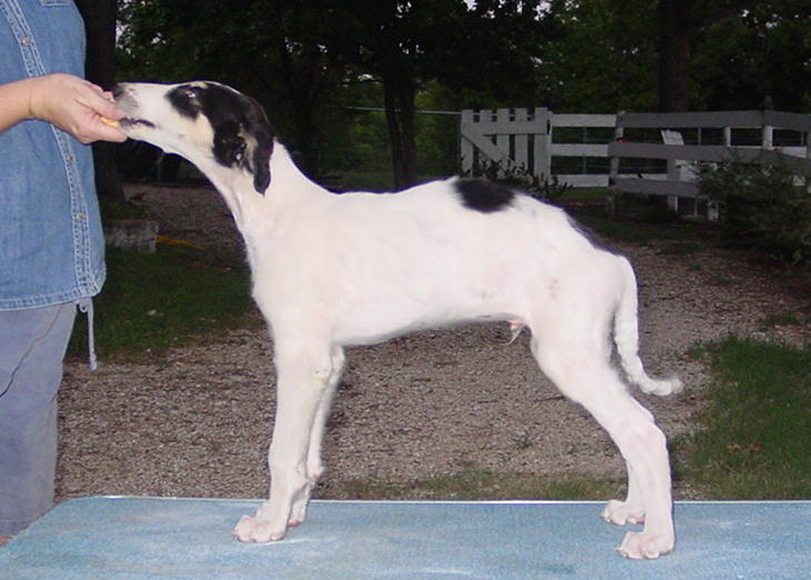 konstantin