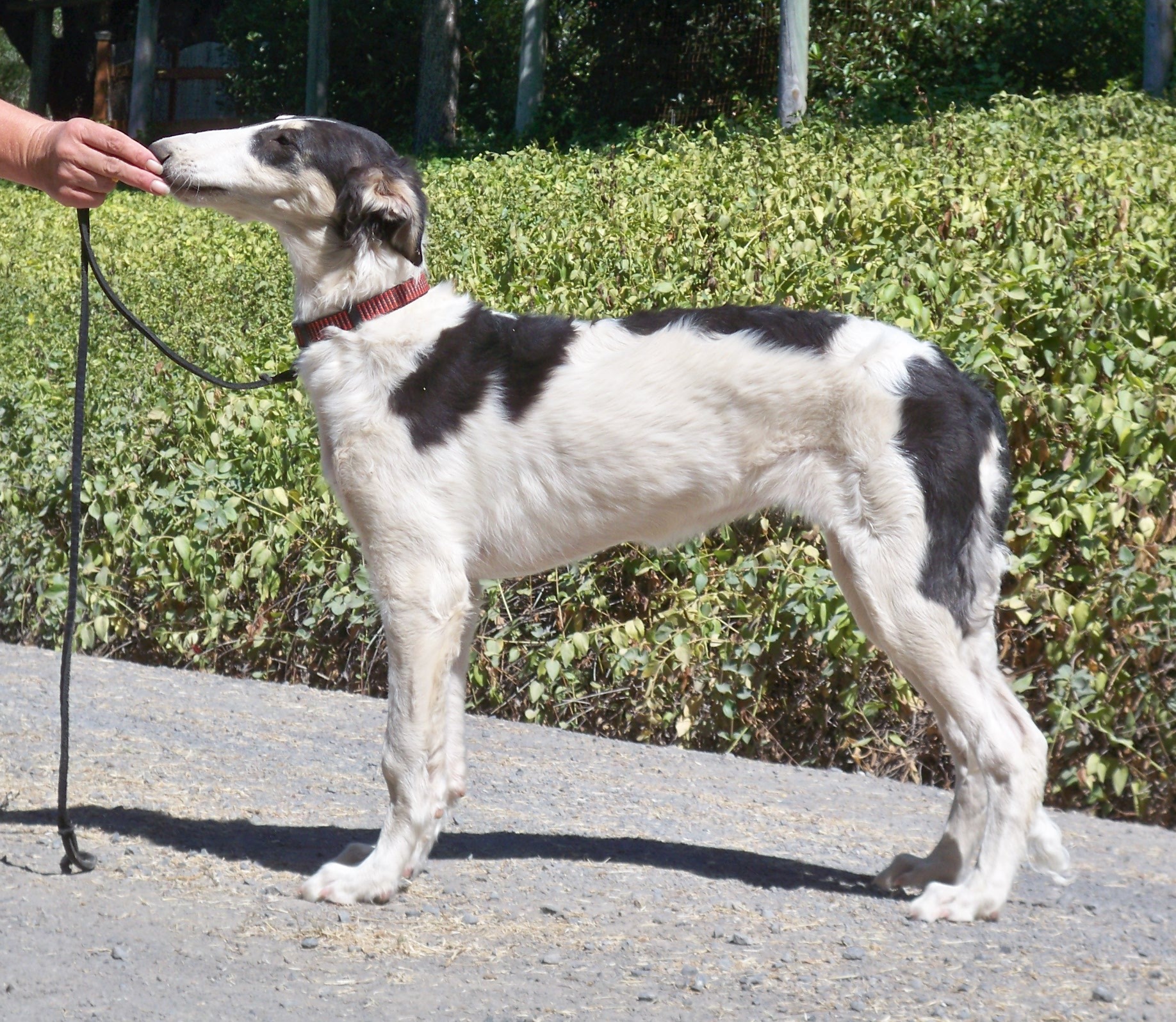 Texas Svora Borzoi