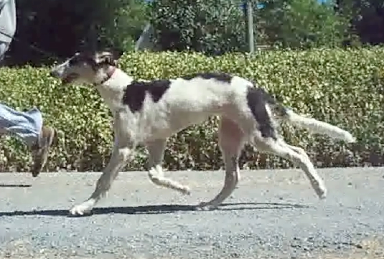 Texas Svora Borzoi