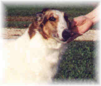 Poppy