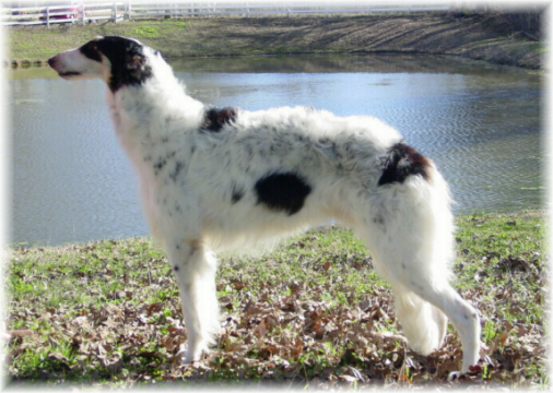 Saxon at 1 year
