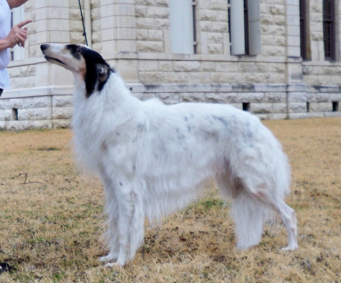 Sentinel age 7.5