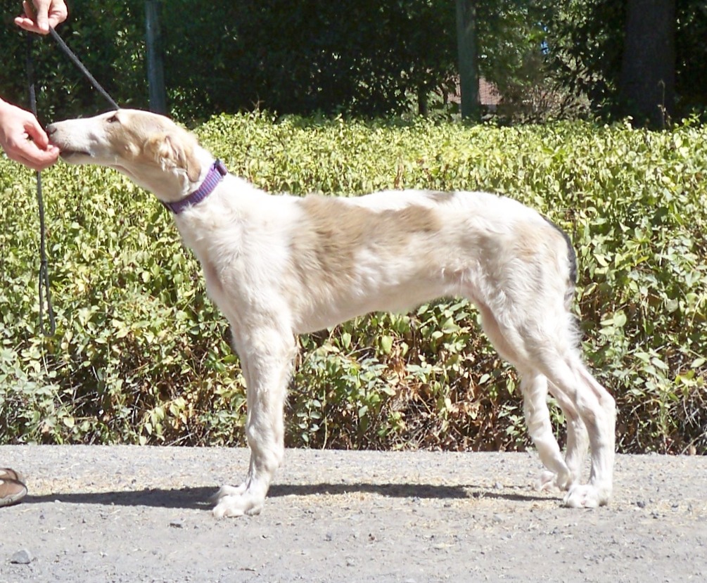 Texas Svora Borzoi