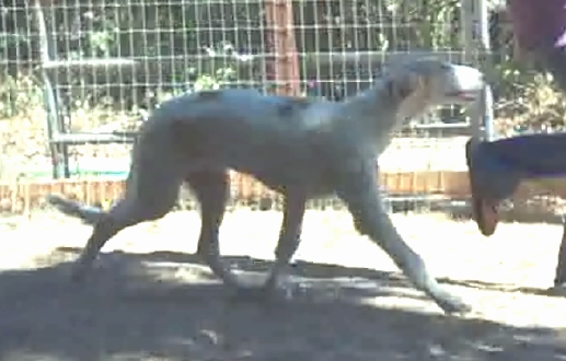 Texas Svora Borzoi