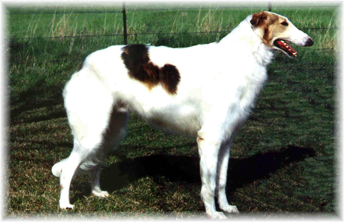Stoli at age 2