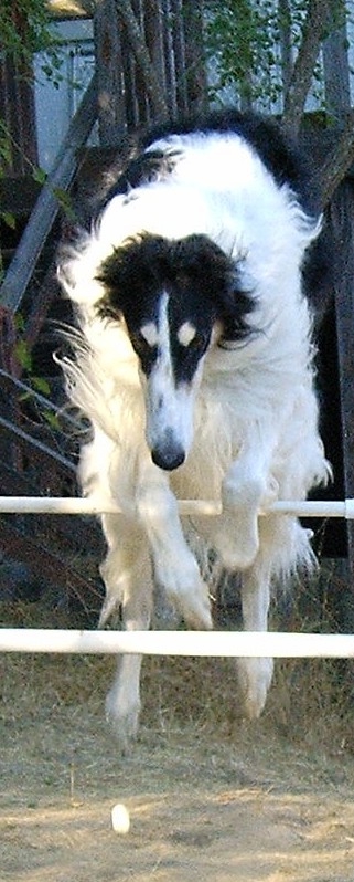 teo