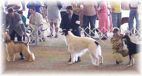 Texas Svora Borzoi