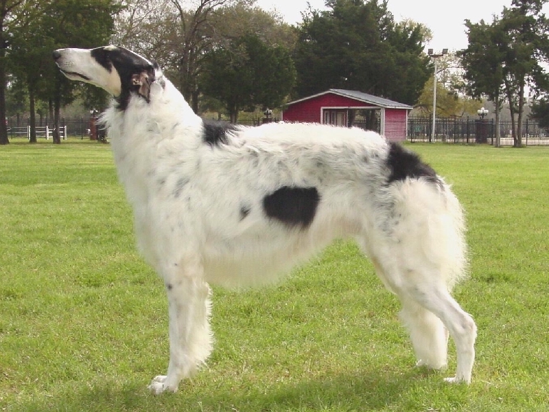 Saxon at 2 years